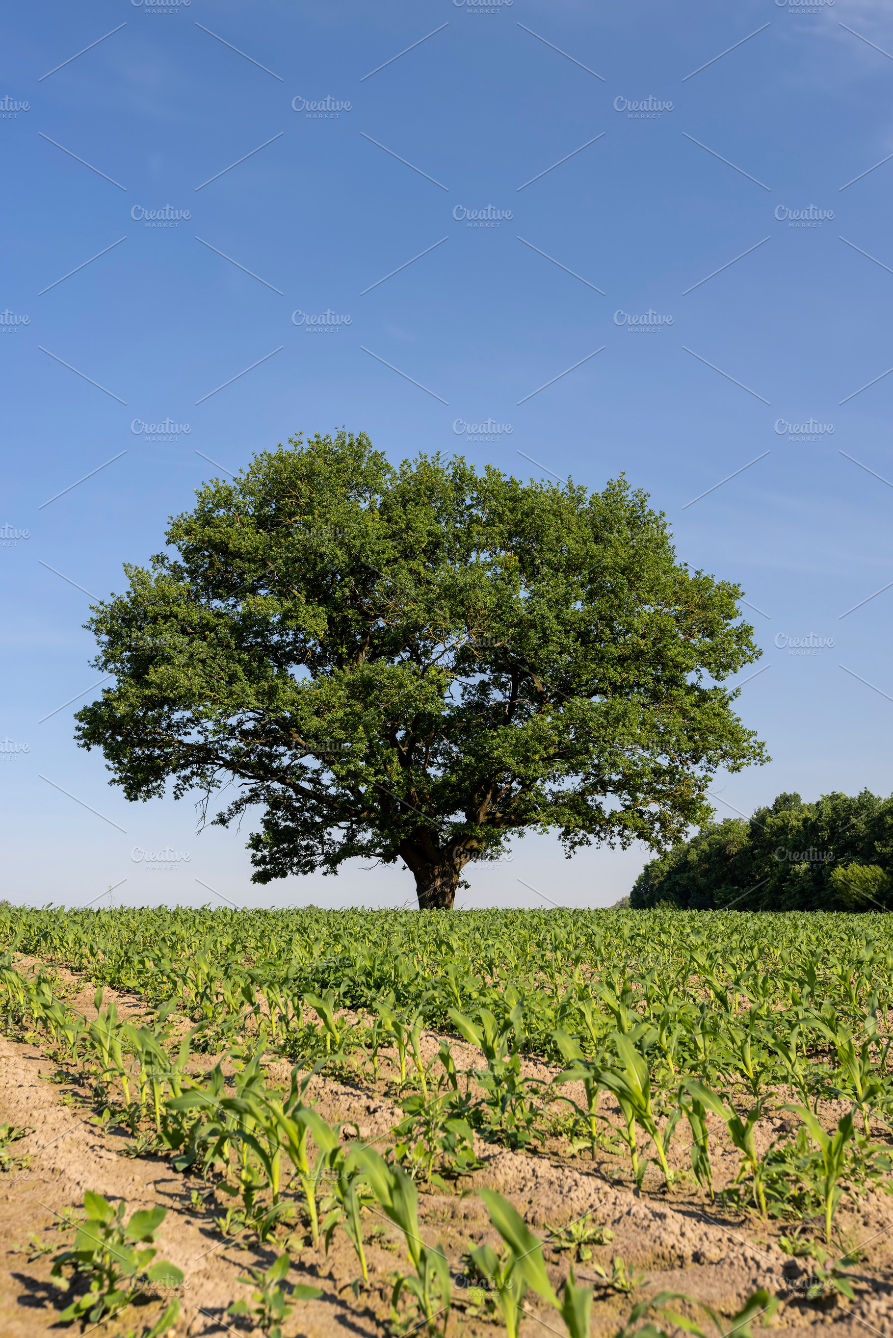 an oak tree in a green cornfield with young sweet corn plants, one oak in an ag, a Photo by rsoollAI