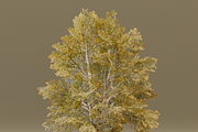 The Siberian Elm Tree, a Plants & Tree 3D Model by FuturePastCreatives (Thumbnail 5 of 8)