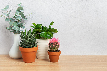 Eucalyptus branches, succulents, and cactus plants creating a co, a Nature Photo by Olena Rudo