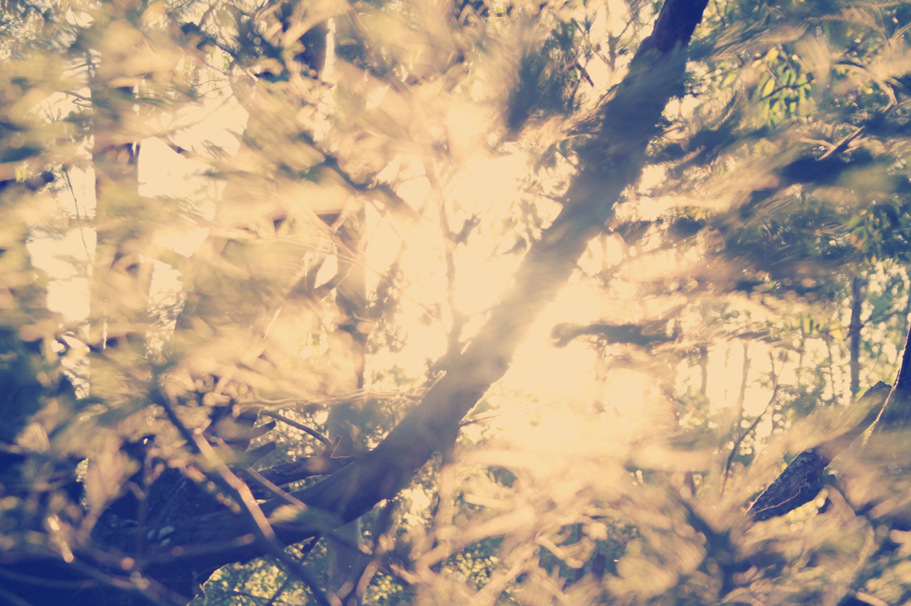 Nature background stock photo containing sun and filter