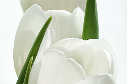 Bouquet of white tulips, beautiful flowers, a Nature Photo by Anneleven