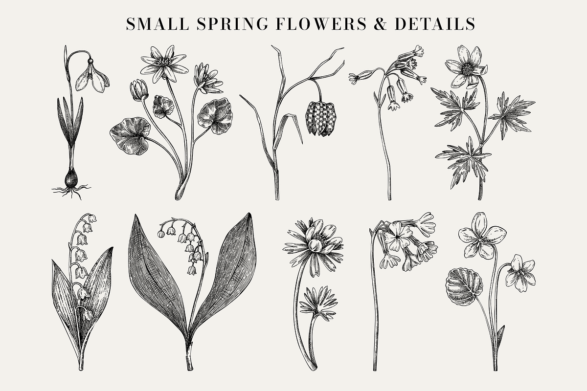 Spring Wildflower Vintage Vector Set, a Seasonal Illustration by Yevheniia (Photo 4 of 9)
