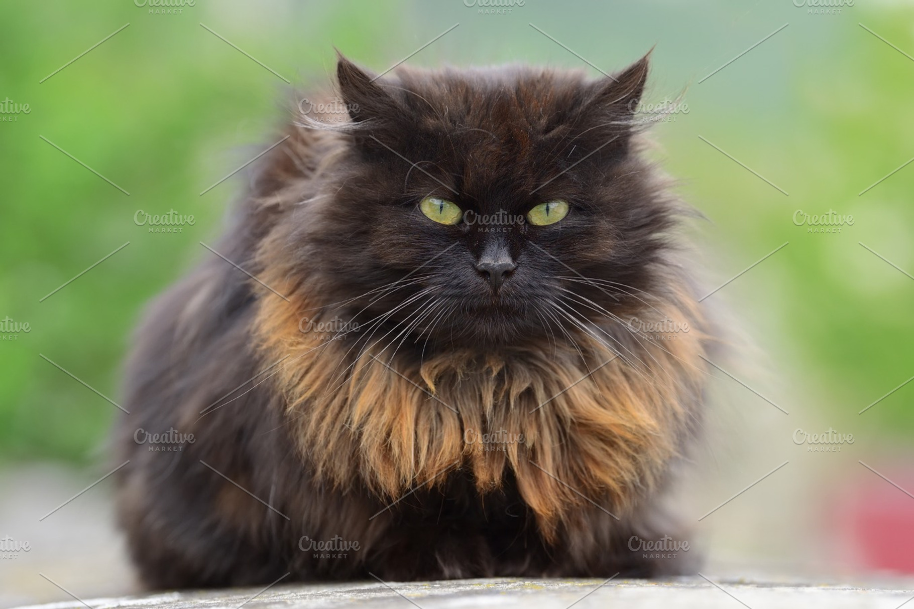 Cat featuring cat, portrait, and animal, an Animal Photo by Byrdyak