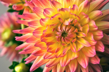 Fundraiser Flowers preview 6