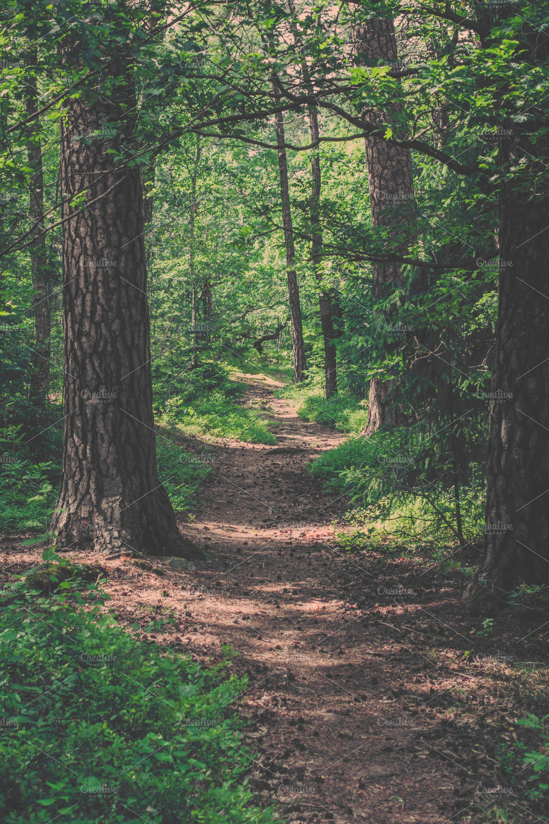 Forest road containing forest, wood, and woods
