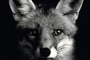 230+ Black & white animals Bundle, an Animal Photo by Virgo Studio (Thumbnail 6 of 6)