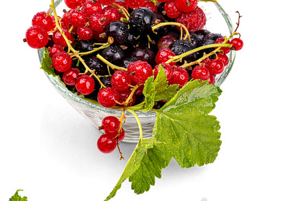red and black currants, a Food & Drink Photo by Photo for You
