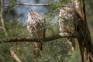 Tawny Frogmouths