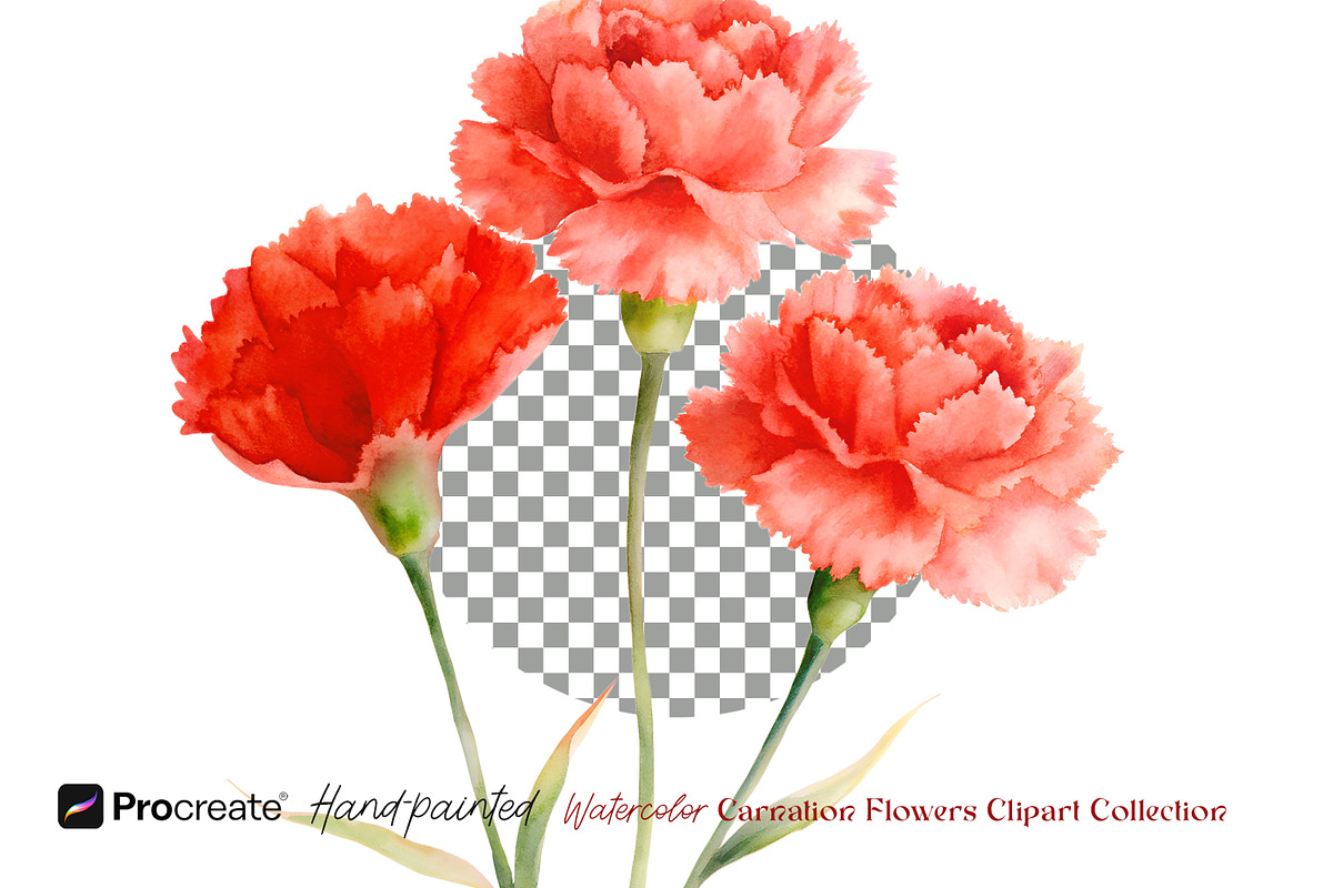 Watercolor Carnation Flowers Clipart, an Object Graphic by crafty (Photo 2 of 7)