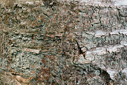 30 Tree Trunk Texture Photos, a Texture Graphic by Bilgep_design (Thumbnail 2 of 16)