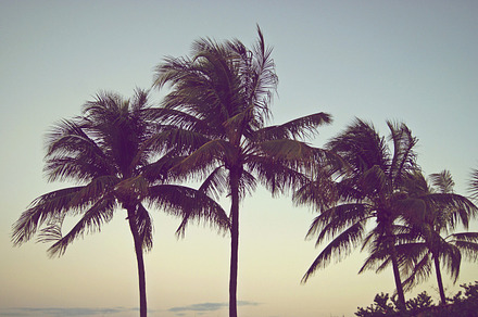 Palms featuring palm, palm tree, and sunset