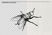 Pencil sketches of insects PNG., an Animal Illustration by LOKSKIH (Thumbnail 2 of 5)