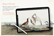 90 Vintage Birds of America, an Illustration by The Object Atlas (Thumbnail 8 of 9)