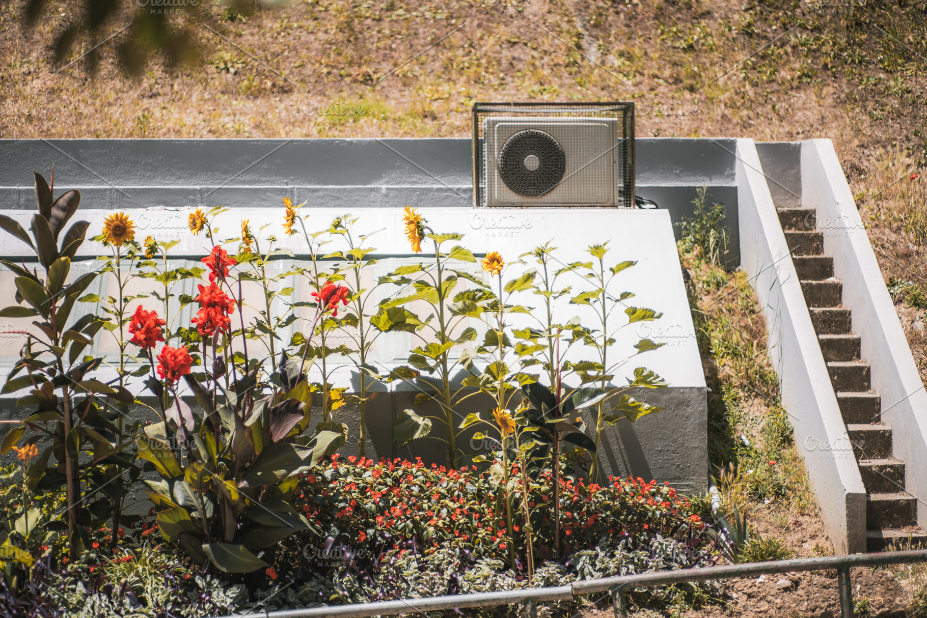 Urban Sunflowers by Stairs, an Architecture Photo by SkyNext