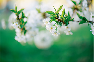 Cherry flowers frame, a Nature Photo by Nature and travel
