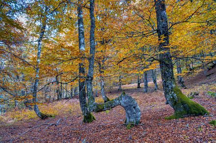 Beech forest on the way to the Vegabaño mountain refuge in Soto de Sajambre, P