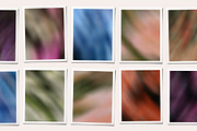 Floral Drift - Blurry Backgrounds, a Background Graphic by Dina Mae (Thumbnail 10 of 14)