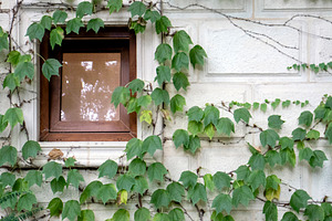 Ivy Leaves Climbing Around a Window, an Architecture Photo by Schreibikus