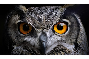 Close-up of an owl's intense golden, an Animal Photo by Igor Tichonow