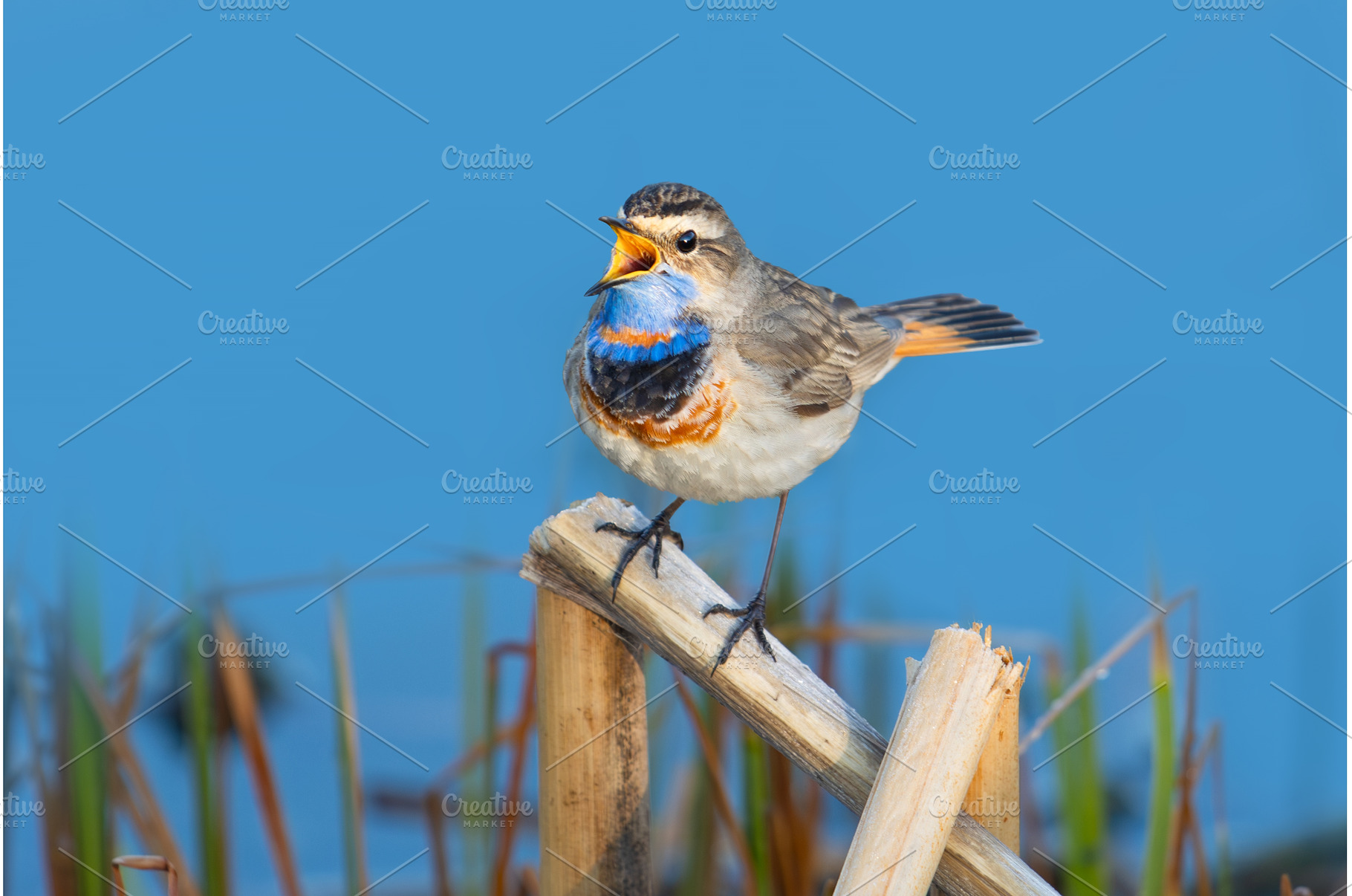 Gorgeous male bluethroat bird with a, an Animal Photo by Pakosta