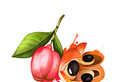 Culinary fruits set part 1, an Object Graphic by Dneprstock (Thumbnail 2 of 3)