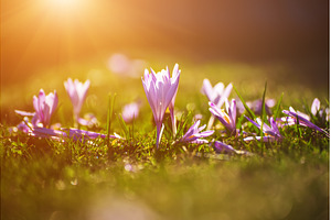 Spring crocus flowers in the green, a Nature Photo by Nature and travel