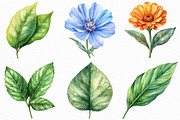 Watercolor Herbal Clipart Bundle, an Illustration by Craft Nest (Thumbnail 5 of 6)
