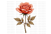 Terracotta Rose, a Decorative Illustration by Bloom Craft Creations (Thumbnail 2 of 10)