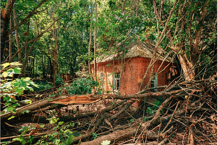 Abandoned House Overgrown With Trees, an Architecture Photo by Our Amazing World