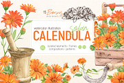 Solar Calendula. Watercolor set, an Illustration by Tata Pilip (Thumbnail 1 of 7)
