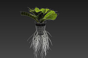 lettuce grean, a Food & Drink 3D Model by AndrewWhite (Thumbnail 4 of 16)