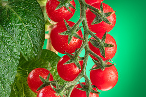 Cherry tomatoes covered with water drops on tomato plant on gree, a Food & Drink Photo by Volff