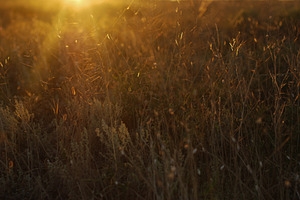 Meadow in sunset light stock photo containing meadow and plant