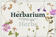 Herbarium Pressed Herbs PNG Set, a Decorative Illustration by dlinnaya (Thumbnail 1 of 6)