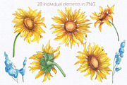 Sunflower watercolour collection., a Decorative Illustration by DamriNa art (Thumbnail 5 of 10)