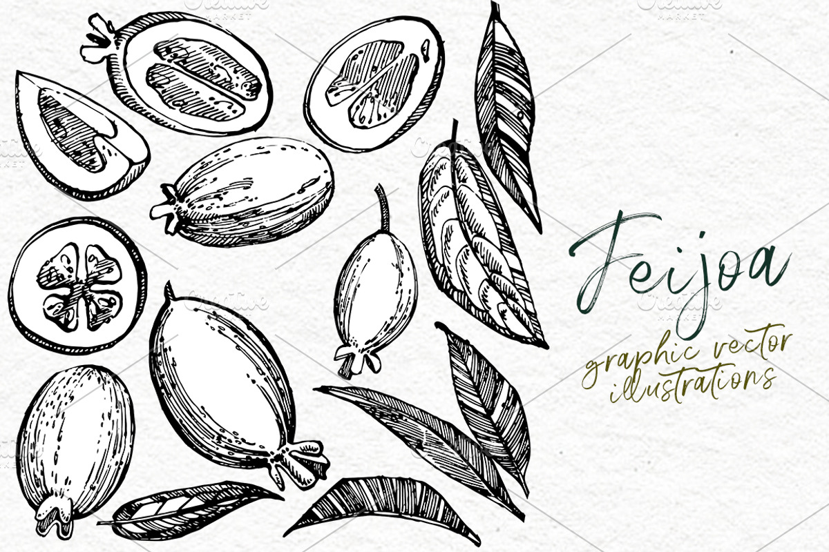 Feijoa Graphic & Watercolor clipart, a Food Illustration by Ann Astro (Photo 5 of 10)