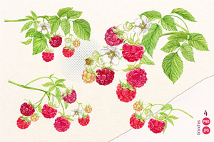 Garden Raspberry. Watercolor Set