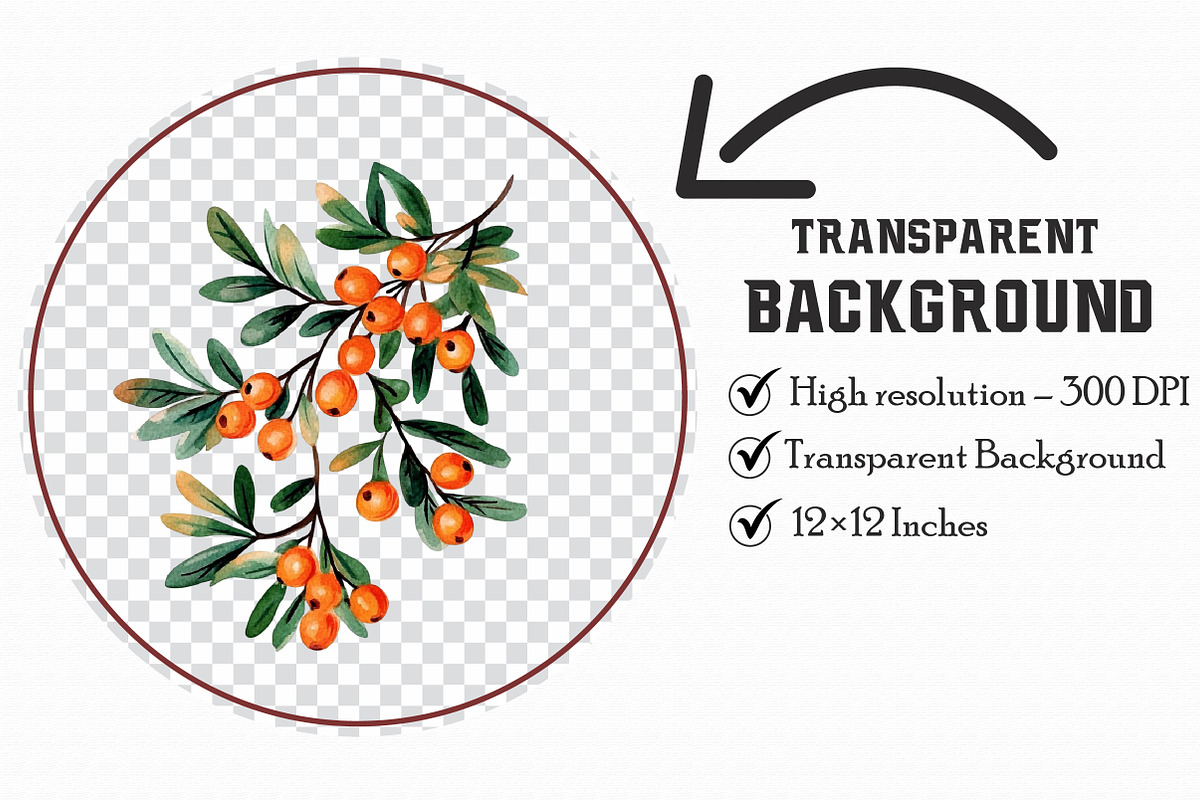 Watercolor Sea Buckthorn berry Clipa, an Illustration by Libby Wishes (Photo 3 of 7)