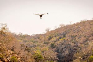 Vulture Soaring, an Animal Photo by THP Creative
