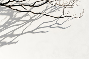 Bare tree branches casting shadows, a Nature Photo by Sergey Kotenev