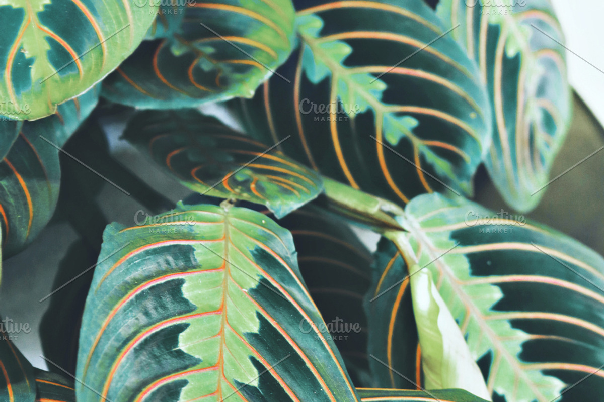 Tropic | Tropical Green Photo Bundle, a Nature Photo by MDSN Design (Photo 15 of 16)