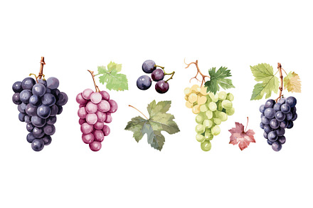 Grape berries and leaves. Bunches of, a Food Illustration by LadadikArt