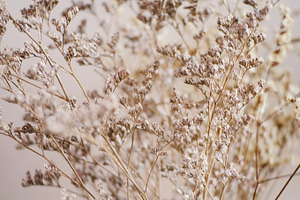Beautiful dried flower for decorated