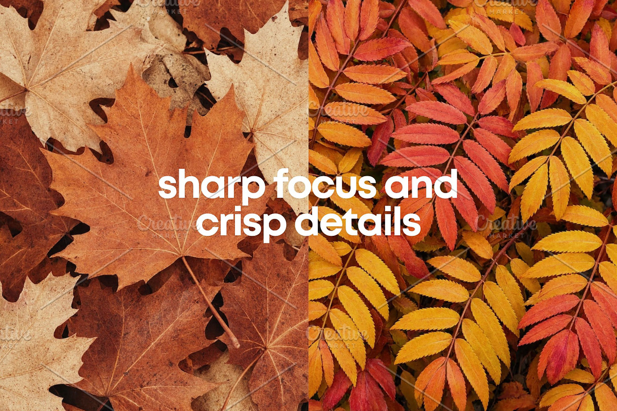 Fall Leaves Background Bundle, a Background Photo by Selenique Studio (Photo 3 of 7)