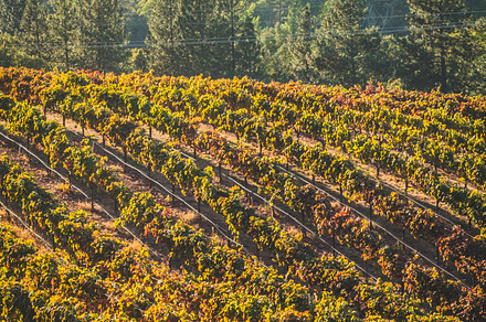 Vineyard In The Fall Stock Photo Containing Vineyard And Fall preview 6