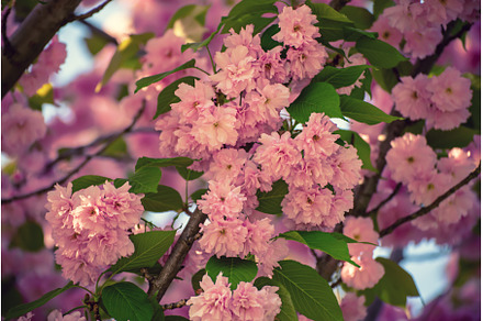 Sakura flowers blooming, a Nature Photo by Nature and travel