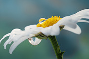 Flower collection 100 photos, a Nature Photo by Vladimir Kazimirov (Thumbnail 10 of 14)