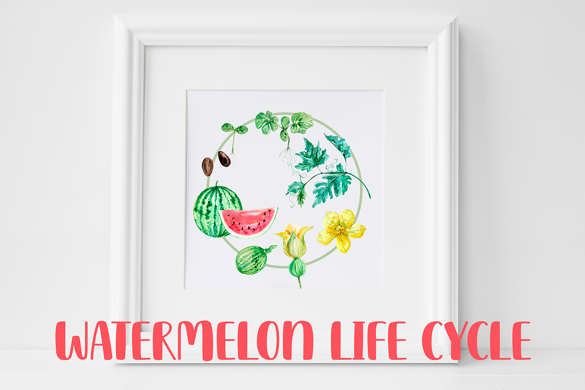 Watermelon Life Cycle Poster/Clipart, an Education Illustration by Tati Bordiu (Photo 2 of 5)