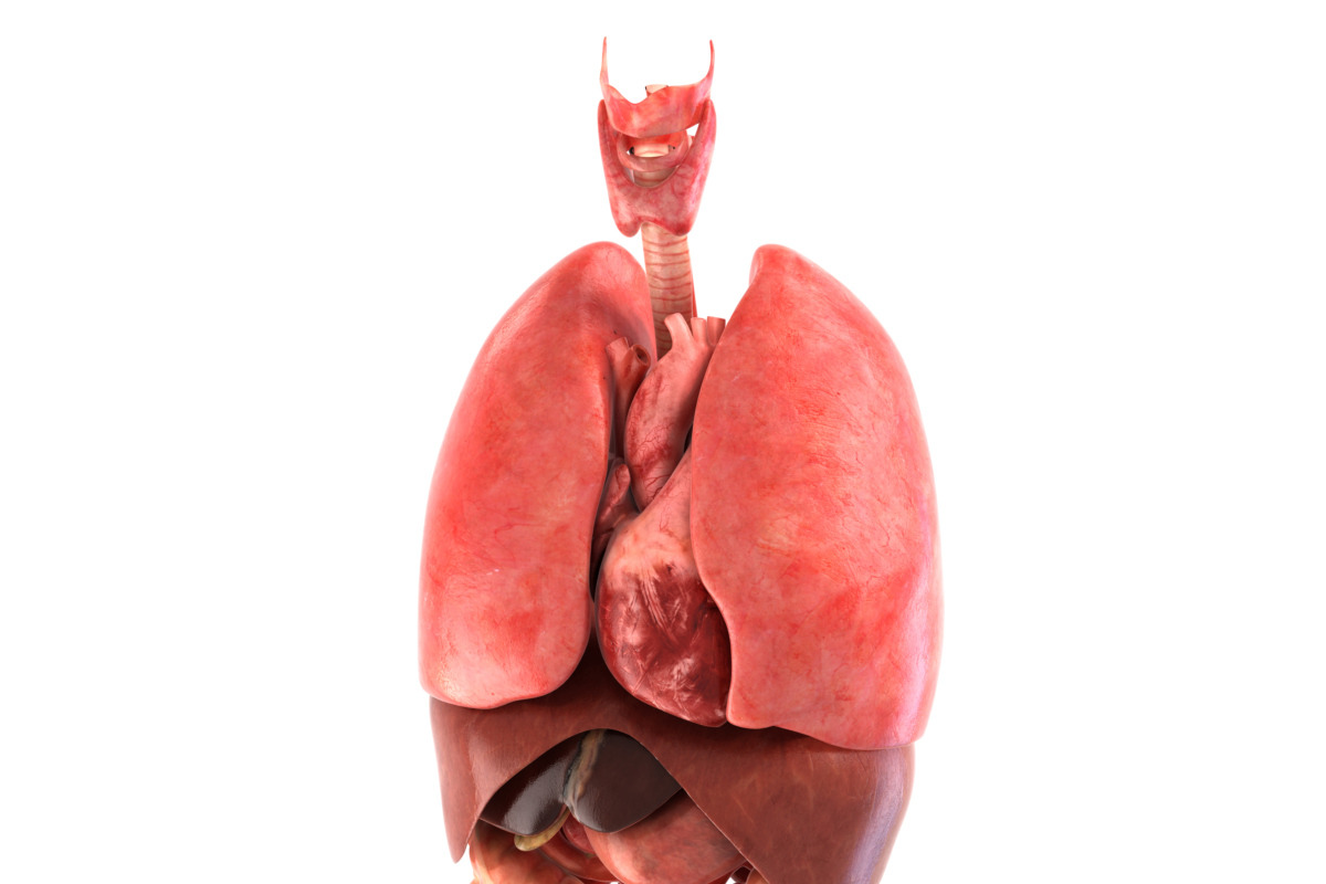 Human internal organs, a Characters & Person 3D Model by konstantin.ermolaev (Photo 1 of 46)