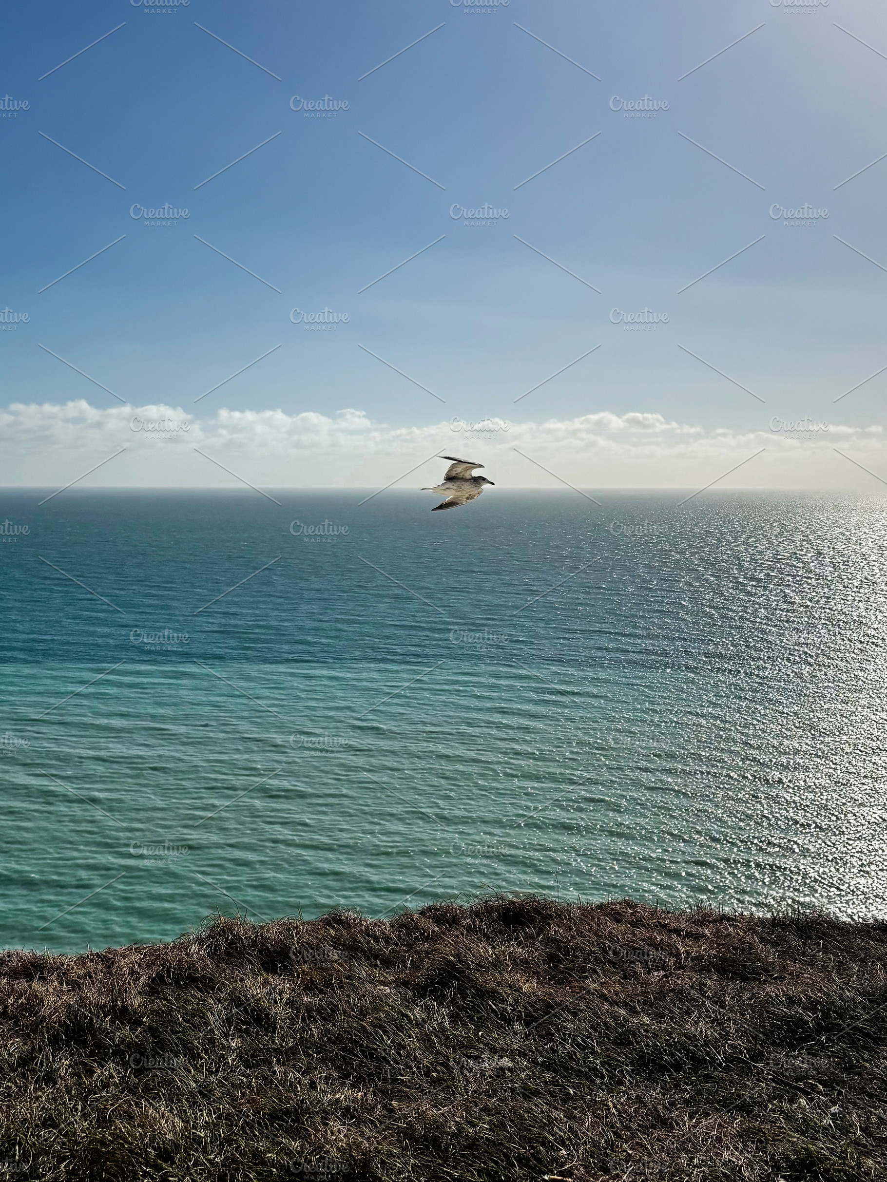 Seabird in flight over the Seven Sisters Cliffs and blue sea in East Sussex UK, a Nature Photo by AS photostudio